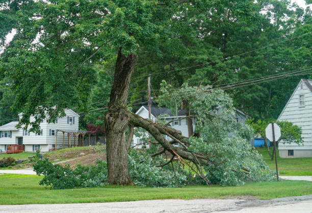 Best Affordable Tree Service  in Indian Hills, NV